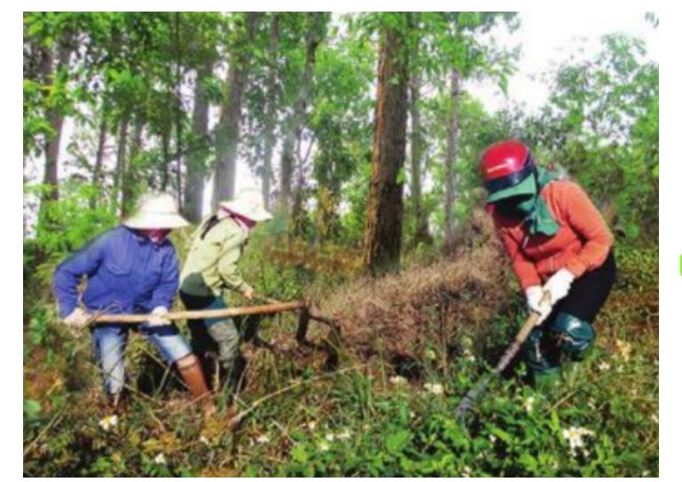 Hình ảnh sau thể hiện công việc gì trong chăm sóc cây rừng?