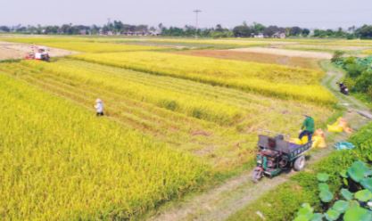 Trồng lúa trên đất phù sa ở tỉnh Thái Bình