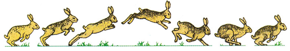 Di chuyển của thỏ
