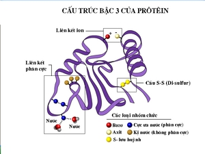 cấu trúc bậc 3 của protein