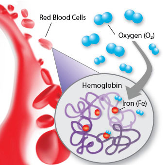 Hemoglobin vận chuyển oxi trong máu