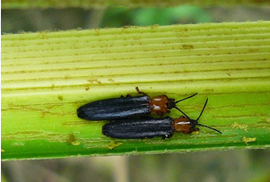 Bọ dừa (Brontispa longissima Gestro)