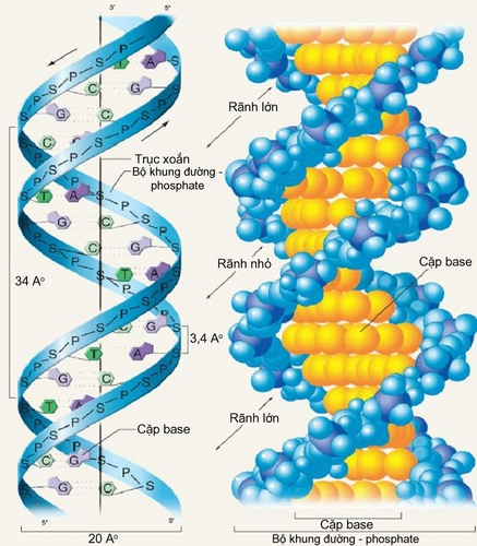 Hình vẽ dưới đây mô tả khởi điểm của một đơn vị nhân đôi ADN ở sinh vật  nhân sơ Hãy quan sát hình ảnh và cho b