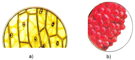 Tế bào biểu bì vảy hành (a) và tế bào cà chua (b) dưới kính hiển vi