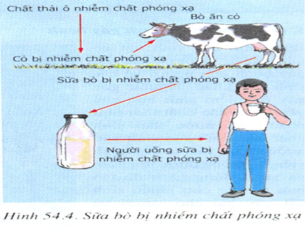 Sữa bò bị nhiễm chất phóng xạ