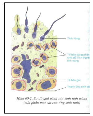 Qúa trình sản sinh tinh trùng