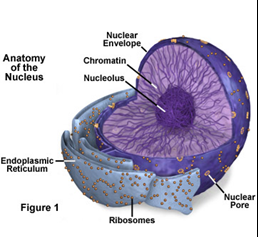Description: nucleusfigure1