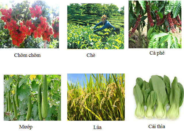 Cây một năm và cây lâu năm