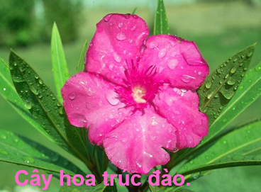 Cây hoa trúc đào