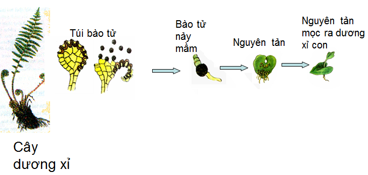 Quá trình phát triển của dương xỉ