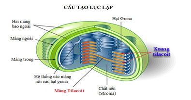 Description: http://www.baitap123.com/editor/fileman/Uploads/Sinh%20hoc%2011/Trao%20doi%20chat%20va%20nang%20luong/quang%20hop%203.png