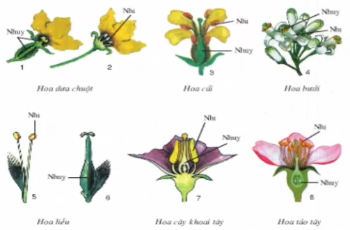 Hoa của một số loại cây