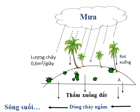 Thực vật góp phần bảo vệ nguồn nước ngầm