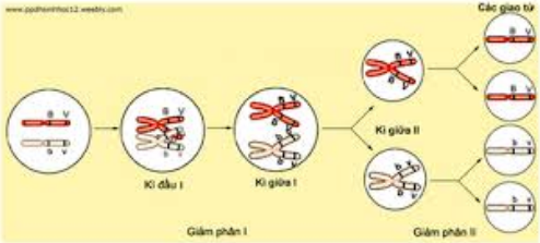 Cơ sở tế bào học của Liên kết gemn