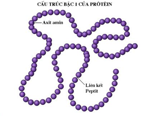 cấu trúc bậc 1 của protein