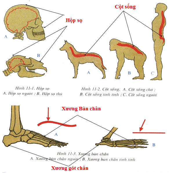 Sự khác biệt về bộ xương người và xương thú