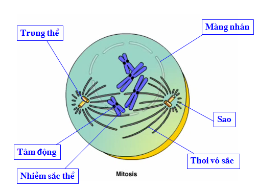 Các thành phần tham gia vào quá trình phân bào