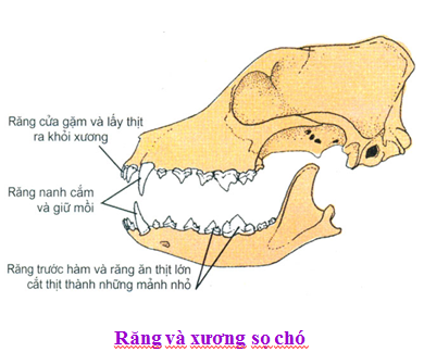 Răng và xương sọ của chó