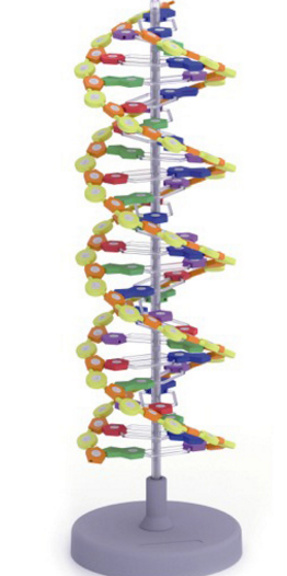 Mô hình ADN hoàn thiện