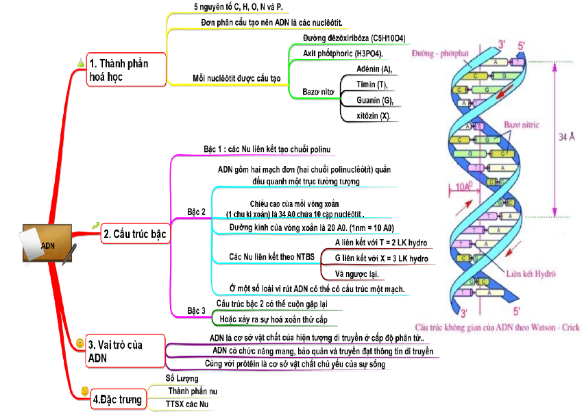 Sơ đồ tư duy về ADN
