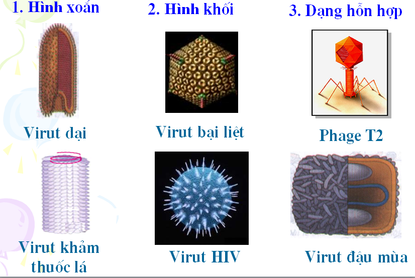 Các dạng hình thái của virut