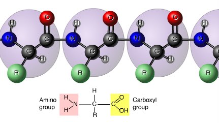 cấu trúc phân tử của axit amin