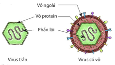 Cấu tạo của virus