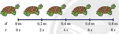 Số liệu về vị trí của con rùa sau những khoảng thời gian bằng nhau