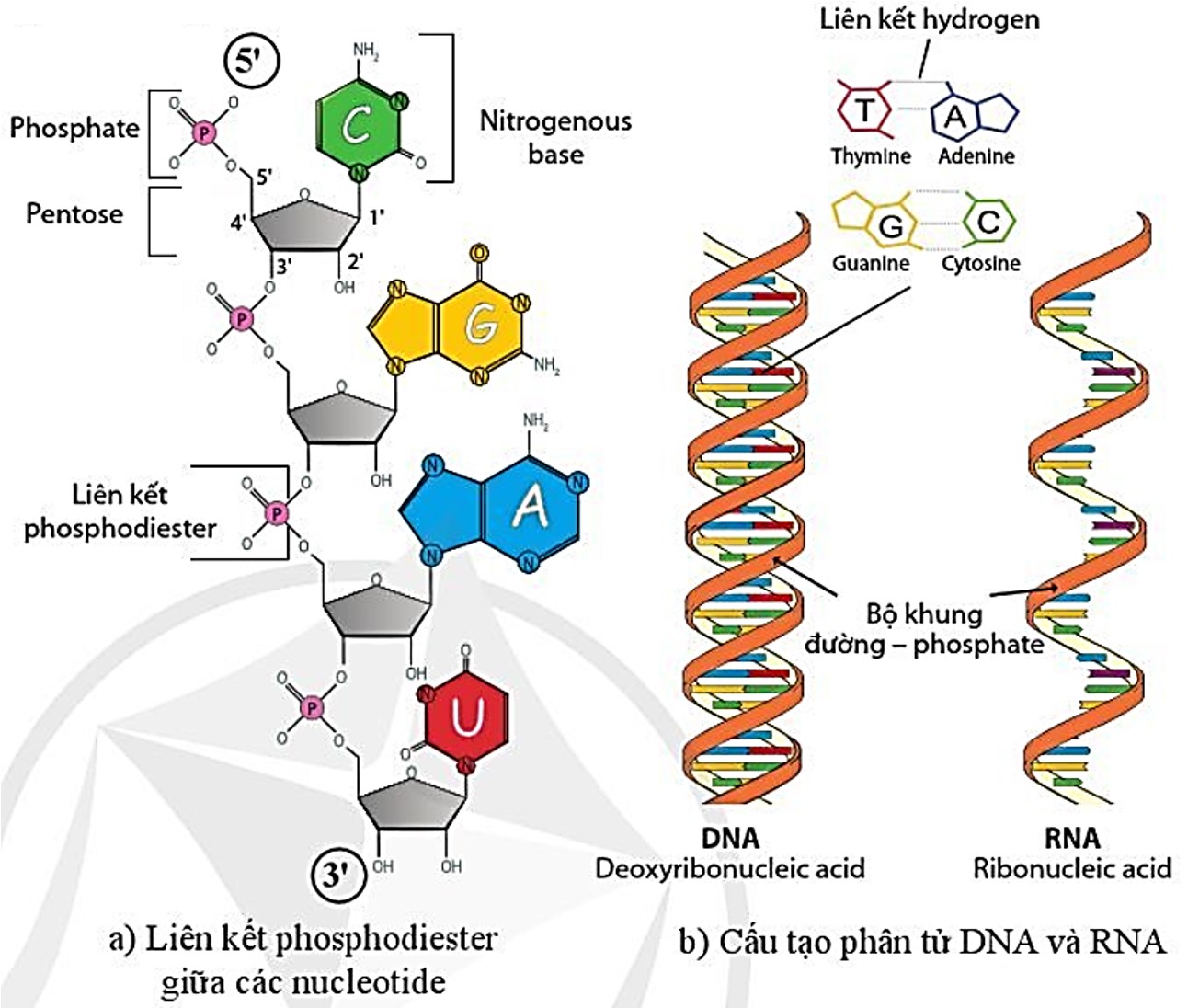 Mô hình cấu trúc phân tử ARN  Sinh học 10 SNC  Nguyễn Lương Hùng  Thư  viện Tư liệu giáo dục