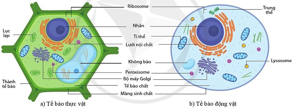 Hình vẽ bên dưới mô tả một tế bào  Thầy Huỳnh Thanh Thảo  Facebook