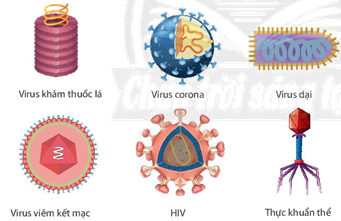Hình dạng của một số virus
