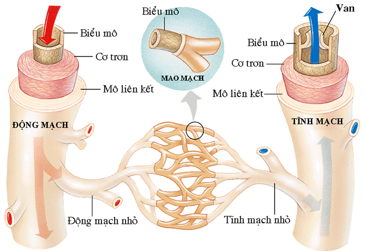 Cấu trúc hệ mạch