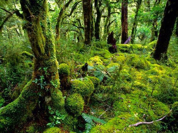 Hệ sinh thái rừng mưa nhiệt đới