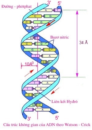 Bài thực hành Quan sát và lắp mô hình ADN trang 46 Vở bài tập Sinh học 9   Vở bài tập Sinh học 9