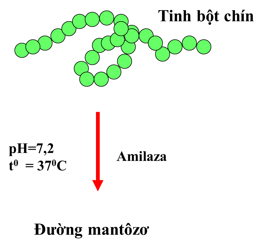 Hoạt động của enzim amilaza