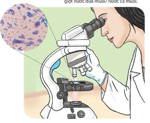 Khoa học tự nhiên 6 Chân trời sáng tạo Bài 26: TH quan sát vi khuẩn. Tìm  hiểu các bước làm sữa chua