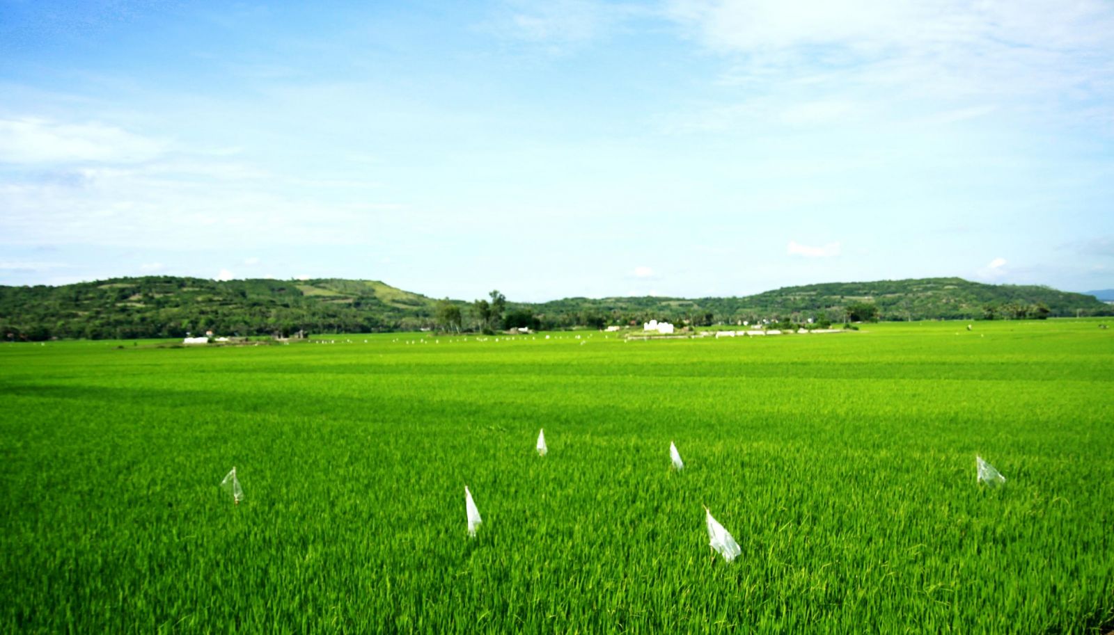 Hệ sinh thái cánh đồng lúa