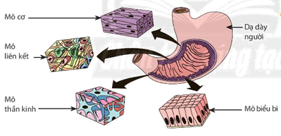 Các loại mô cấu tạo nên dạ dày người