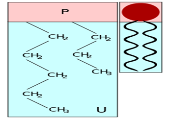 Cấu trúc của Lipit