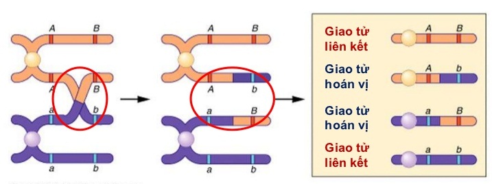 Cơ sở tế bào học của hiện tượng hoán vị gen
