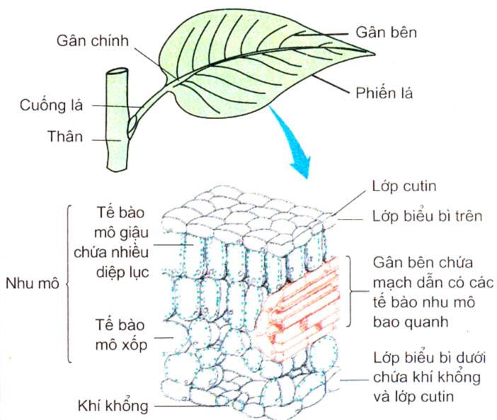 Lý thuyết cấu tạo của lá và chức năng quang hợp ở thực vật sinh 11
