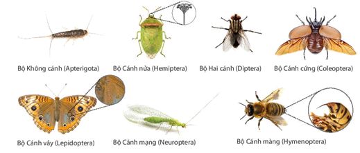 Đại diện bảy bộ côn trùng