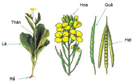 Các cơ quan của cây cải
