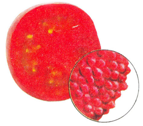 Tế bào cà chua dưới kính hiển vi