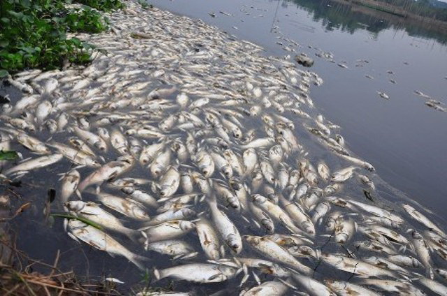 ô nhiễm nước khiến cá chết