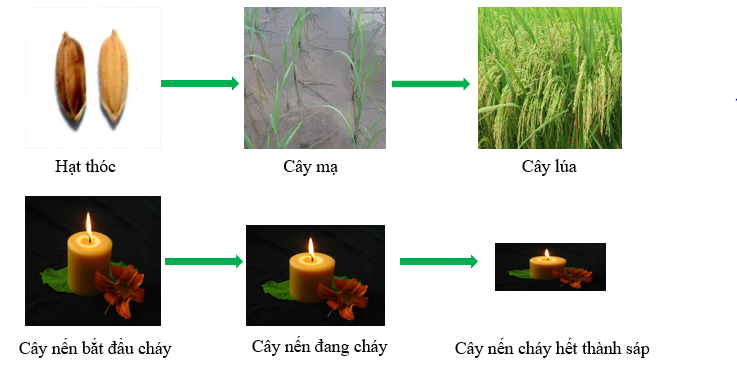 Vật thể sống và vật thể không sống