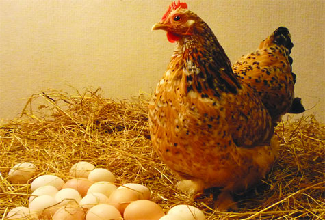 Đẻ trứng ở gà