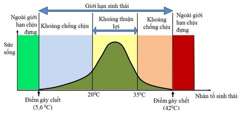 Giới hạn nhiệt độ của cá rô phi ở Việt Nam