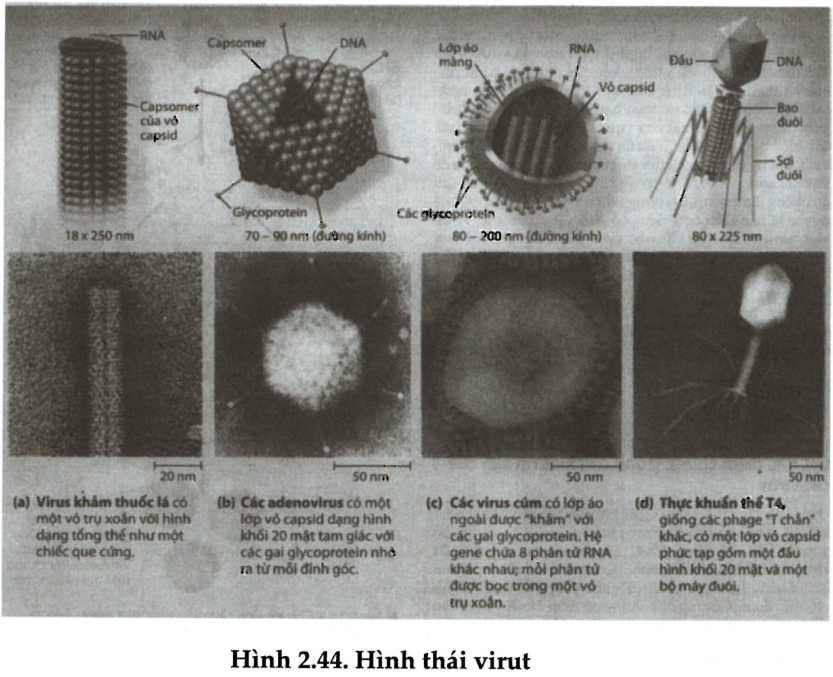 Lý thuyết trọng tâm củng cố Hình thái và cấu tạo của virut Sinh học 10