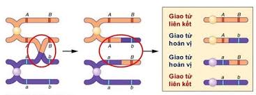 Cơ sở tế bào học của hoán vị gen